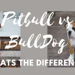 what is the difference between american bulldog and pitbulls