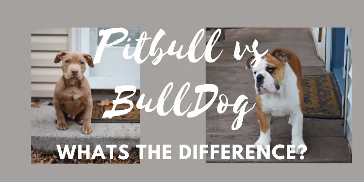 what is the difference between american bulldog and pitbulls