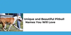 top unique pit bull names