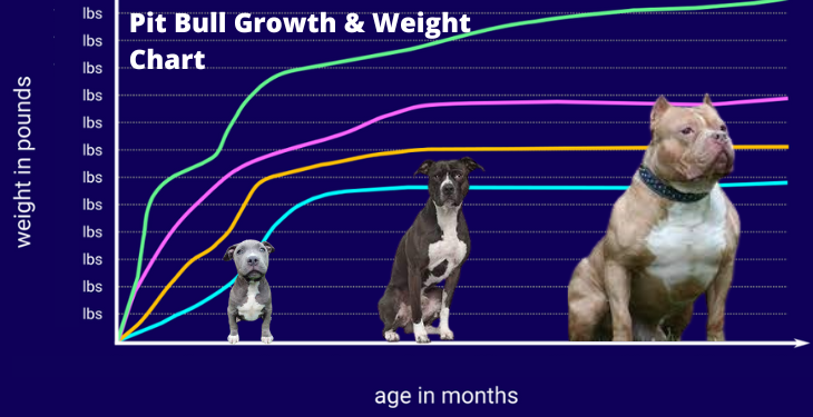 Male And Female Pitbull Growth Chart By