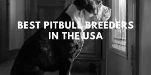 top pitbull breeders in usa