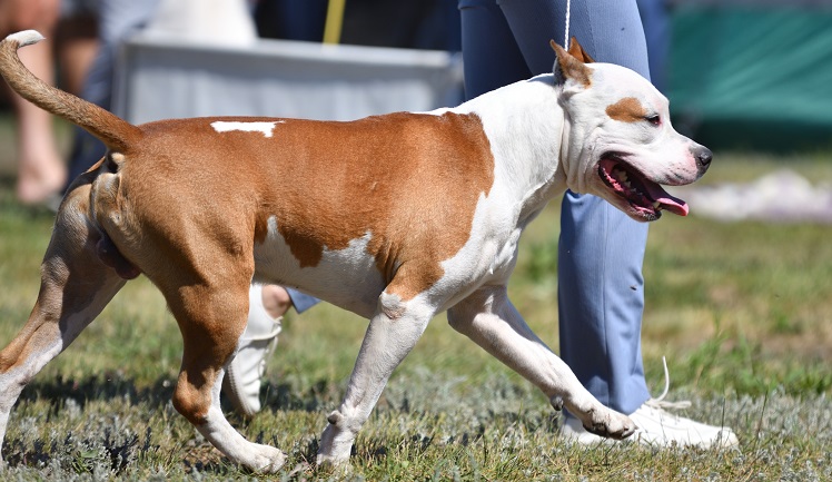 American Pit Bull Terrier