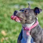 a complete guide to blue nose pitbulls