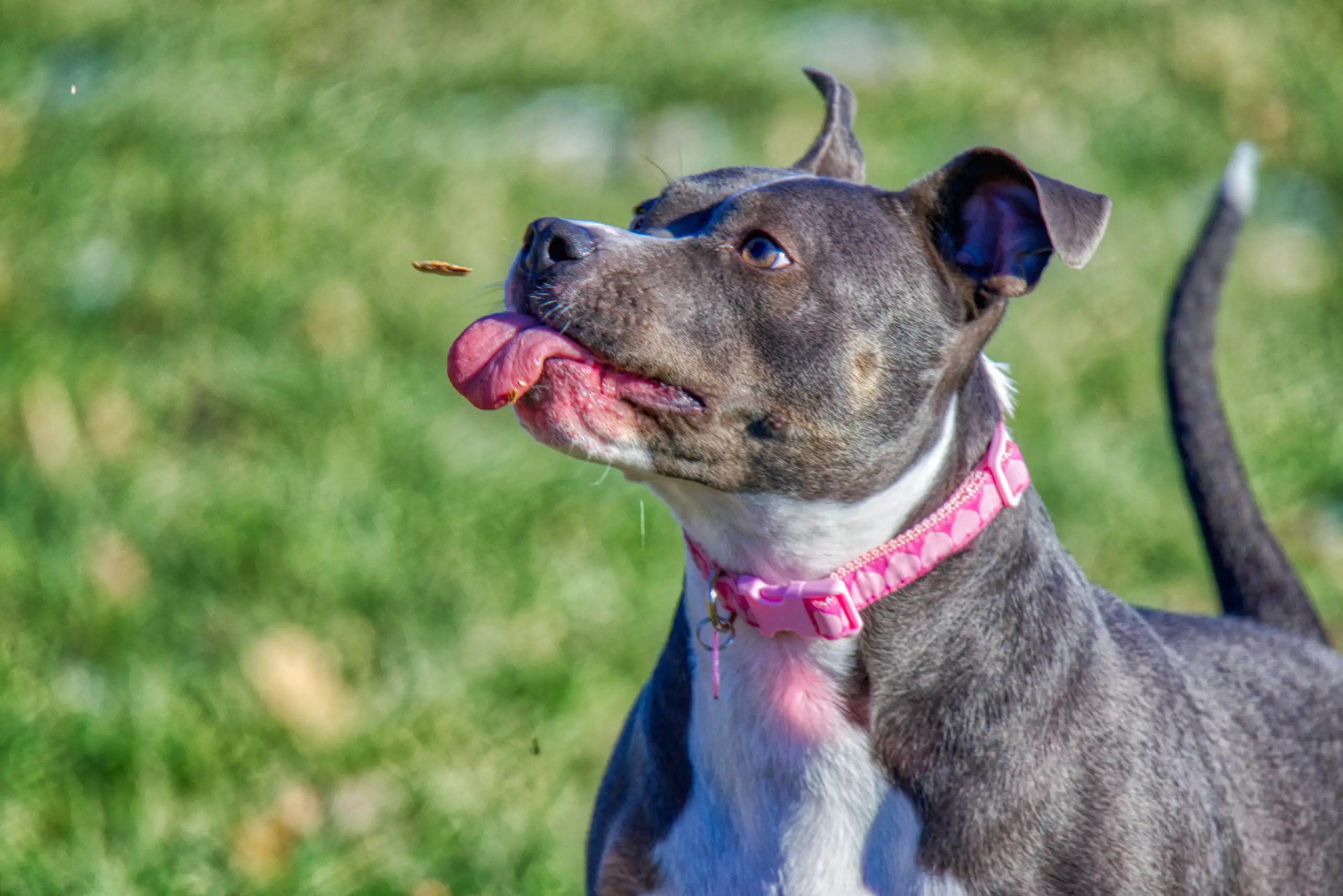 a complete guide to blue nose pitbulls