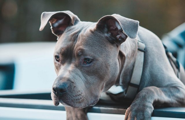 Pitbull vs. American Pitbull Terrier: What is the Difference? | The ...