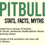 the truth about pitbull shown in this infographic