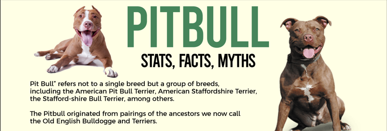 the truth about pitbull shown in this infographic