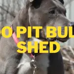 do pit bull shed and are pit bull hypoallergenic