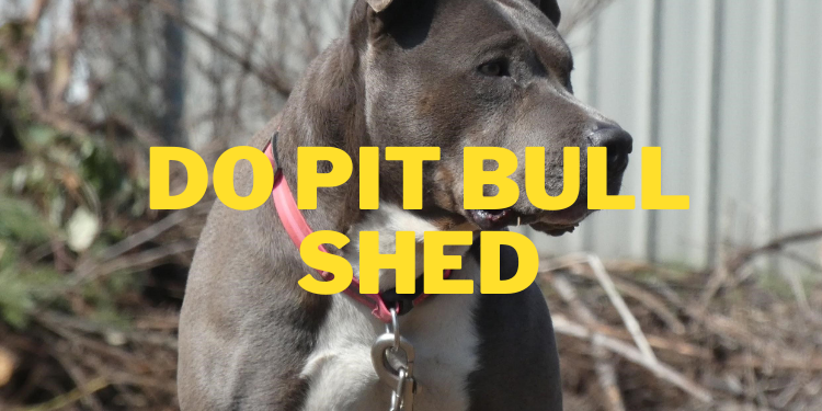 do pit bull shed and are pit bull hypoallergenic