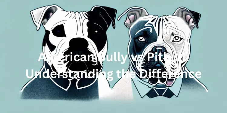 american bully vs pitbull