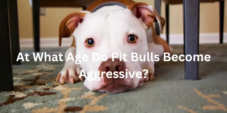 at what age does a pitbull become aggressive