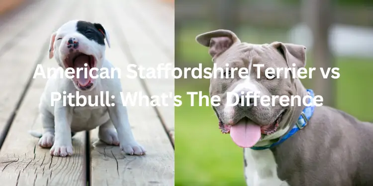 american staffordshire terrier vs pitbull difference