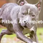 everything you need to know about brindle pitbull