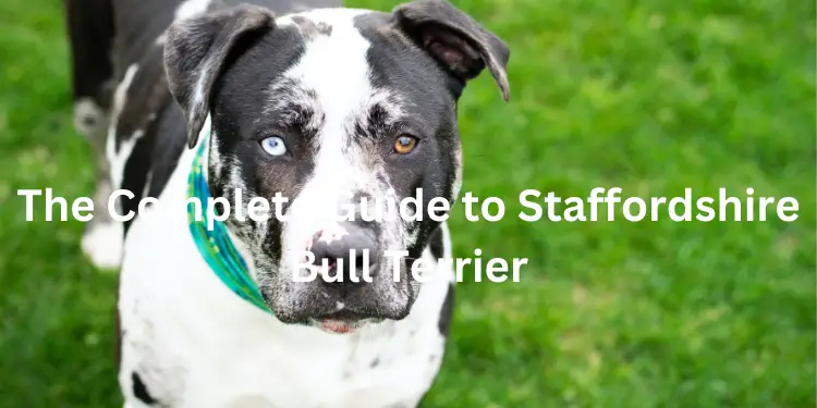 the complete guide to staffordshire bull terriers