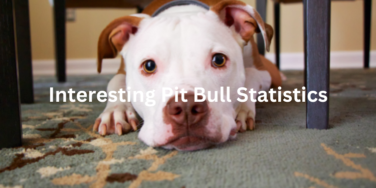 Pitbull Statistics 2025: 30+ Top Interesting Pitbull Statistics