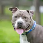 a list of the common health problems experienced by pitbulls