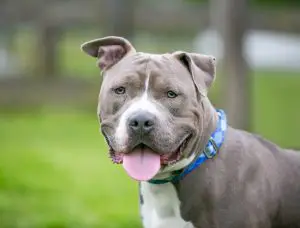 a list of the common health problems experienced by pitbulls