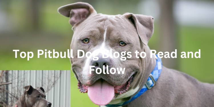 Best PitBull Blogs To Follow In 2024 Ranked The Pitbull Center   Top Pitbull Dog 