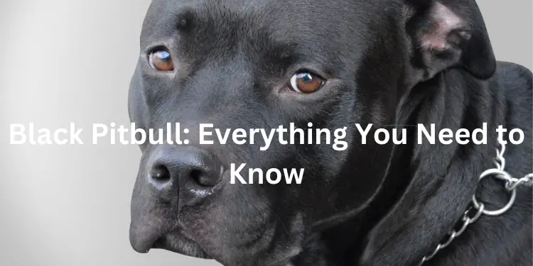 what is a black pitbull