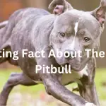 interesting facts about brindle pitbulls