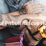 a comphrensive list of the reputable pitbull rescue home in the usa