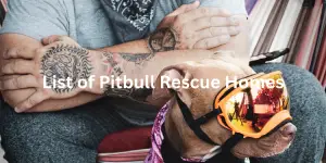 a comphrensive list of the reputable pitbull rescue home in the usa