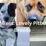 interesting pitbull cross mixes