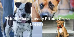 interesting pitbull cross mixes