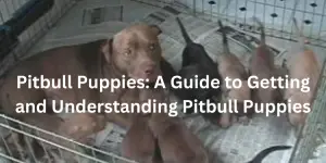 pitbull puppies