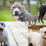 5 types of bitbull breed