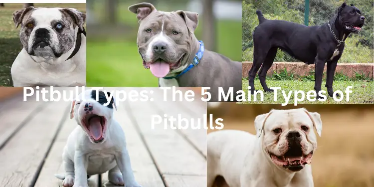 5 types of bitbull breed