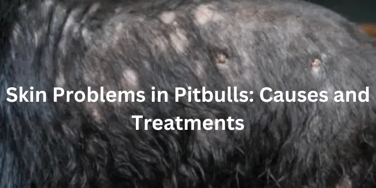 skin problems in pitbull