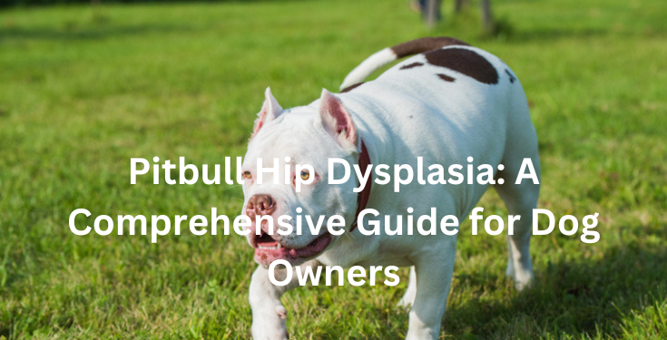 hip dysplasia in pitbulls