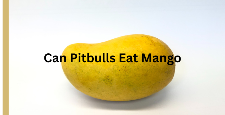 can pitbull eat mango