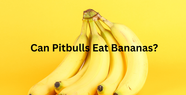 can pitbulls eat bananas