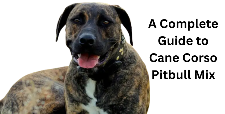 cane corso pitbull mix