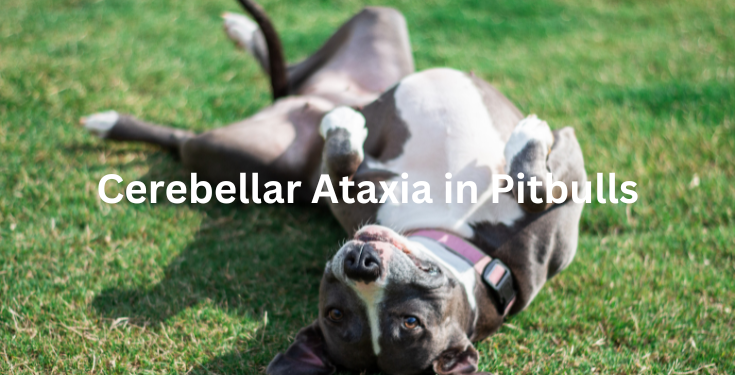 cerebellar ataxia in pitbull treatment and causes