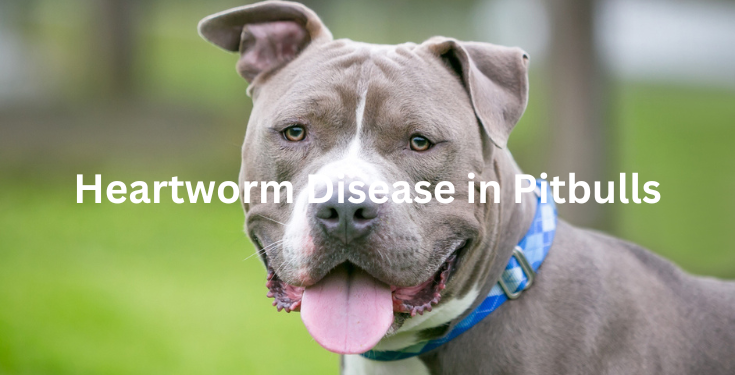 heartworm diseases in pitbull