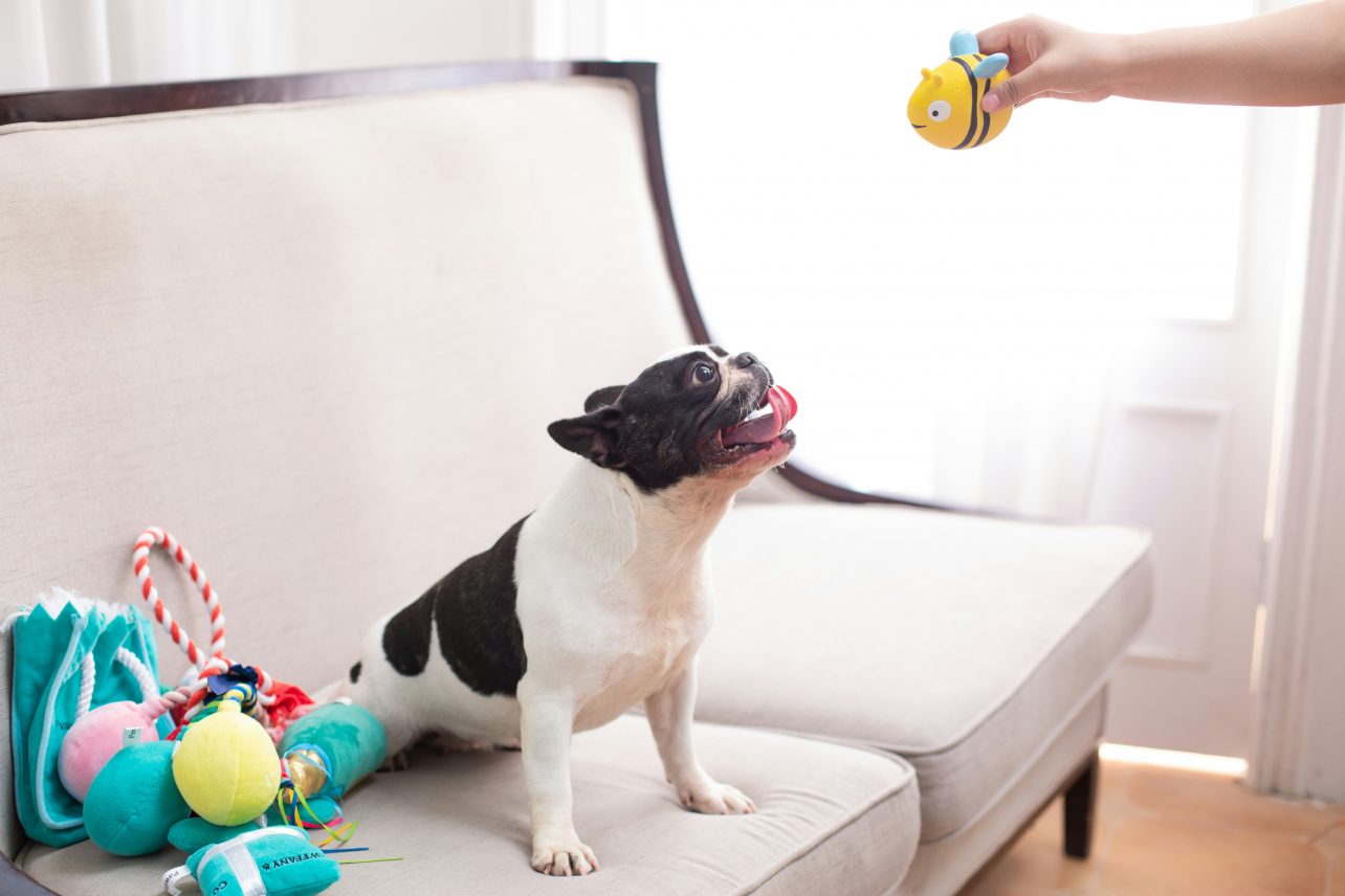 How to Choose the Right Toys for Your Pitbull